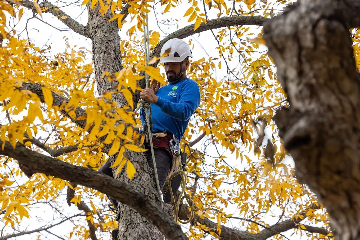 Skilled Storm Damage Cleanup crew working in Bronaugh